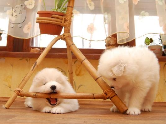 Samoyed κουτάβια με FCI χαρτιά! τέλειο σκυλί φρουράς